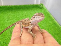 美！　フトアゴヒゲトカゲ（オレンジ）　約１２cm　たぶん♂　１