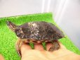 画像3: 美！　アシポチヤマガメ　約１１cm　たぶん♂　２