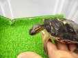 画像4: 美！　アシポチヤマガメ　約１１cm　たぶん♂　２
