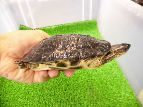 画像2: 美！　アシポチヤマガメ　約１１cm　たぶん♂　２