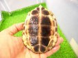 画像7: 美！　アシポチヤマガメ　約１１cm　たぶん♂　２