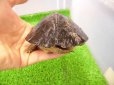 画像5: 美！　アシポチヤマガメ　約１１cm　たぶん♂　２