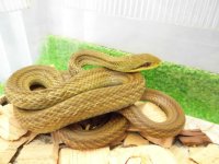 美！　シマヘビ　約８０cm　１