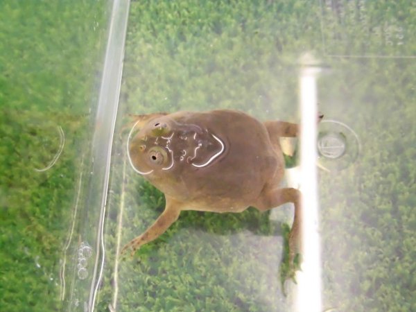 画像1: 美！　バジェットガエル　約５cm　１