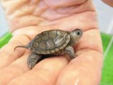 美！　ノーザンダイヤモンドバックテラピン　約３ｃｍ　２