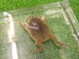 画像3: 美！　バジェットガエル　約５cm　１ (3)