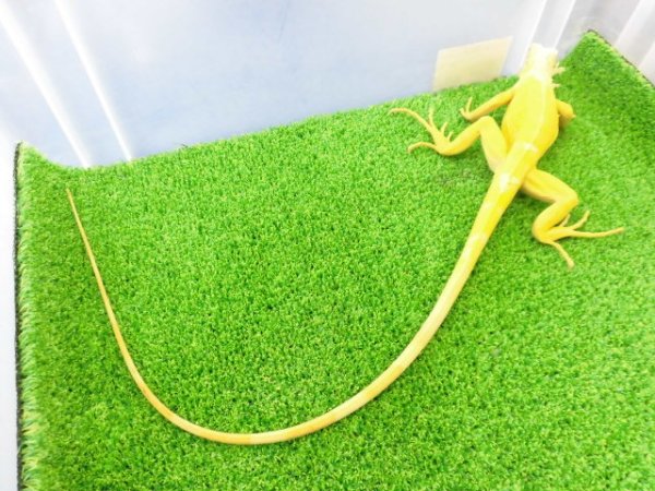 画像15: 美！　アルビノイグアナ　頭胴長約１８cm　