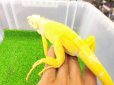 画像14: 美！　アルビノイグアナ　頭胴長約１８cm　 (14)