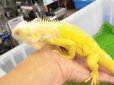画像8: 美！　アルビノイグアナ　頭胴長約１８cm　 (8)