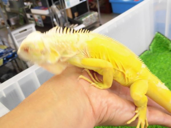 画像8: 美！　アルビノイグアナ　頭胴長約１８cm　