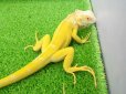 画像12: 美！　アルビノイグアナ　頭胴長約１８cm　 (12)