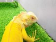 画像11: 美！　アルビノイグアナ　頭胴長約１８cm　 (11)