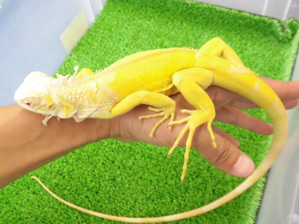 画像5: 美！　アルビノイグアナ　頭胴長約１８cm　