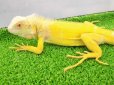 画像10: 美！　アルビノイグアナ　頭胴長約１８cm　 (10)