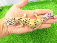美！　ハイイエロー（ヒョウモントカゲモドキ）　約１８cm♀　