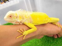 美！　アルビノイグアナ　頭胴長約１８cm　