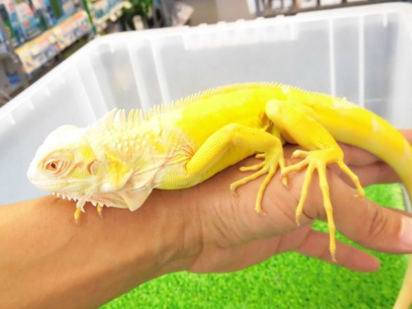 画像6: 美！　アルビノイグアナ　頭胴長約１８cm　