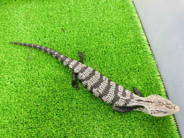 画像10: 美！　オオアオジタトカゲ（アザンティック）　約２５cm　１