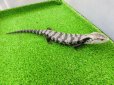 画像8: 美！　オオアオジタトカゲ（アザンティック）　約２５cm　１ (8)