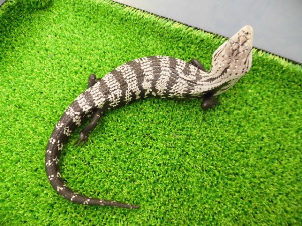 画像3: 美！　オオアオジタトカゲ（アザンティック）　約２５cm　１