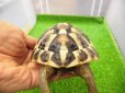 画像3: 美！　ニシヘルマンリクガメＣＢ（サルディーニャ）　約１０cm♀　１ (3)