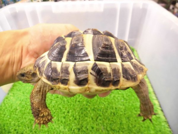 画像4: 美！　ニシヘルマンリクガメＣＢ（サルディーニャ）　約１０cm♀　１
