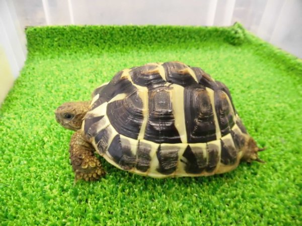 画像7: 美！　ニシヘルマンリクガメＣＢ（サルディーニャ）　約１０cm♀　１