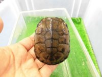 美！　クリイロハコヨコクビガメ　約７cm　１