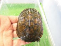 美！　ヤエヤマイシガメ　約7.５ｃｍ　２