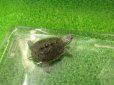 画像7: 美！　カロリナダイヤモンドバックテラピン　約４ｃｍ　１