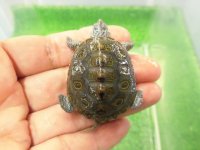 美！　カロリナダイヤモンドバックテラピン　約４ｃｍ　１