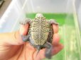 画像5: 美！　カロリナダイヤモンドバックテラピン　約４ｃｍ　１