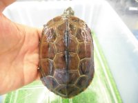 美！　クサガメ（ヘテロパステルアルビノ）　約１１cm♀　１