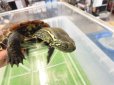 画像5: 美！　クサガメ（ヘテロパステルアルビノ）　約１１cm♀　１