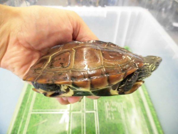 画像2: 美！　クサガメ（ヘテロパステルアルビノ）　約１１cm♀　１