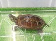 画像7: 美！　クサガメ（ヘテロパステルアルビノ）　約１１cm♀　１