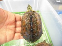 美！　クサガメ（ヘテロパステルアルビノ）　約８.５cm♂　２