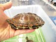 画像3: 美！　クサガメ（ヘテロパステルアルビノ）　約１１cm♀　１