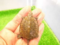 美！　ウンキュウ　約４.５cm　１