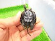 画像4: 美！　ウンキュウ　約４.５cm　１ (4)