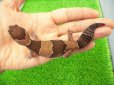 画像1: 美！　ニシアフリカトカゲモドキ（ワイルド完尾）　約１３cm♀　２ (1)
