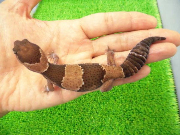 画像1: 美！　ニシアフリカトカゲモドキ（ワイルド完尾）　約１３cm♀　２