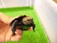 画像3: 美！　ニホンイシガメ　約６.５cm♂（尾切れ）　２ (3)