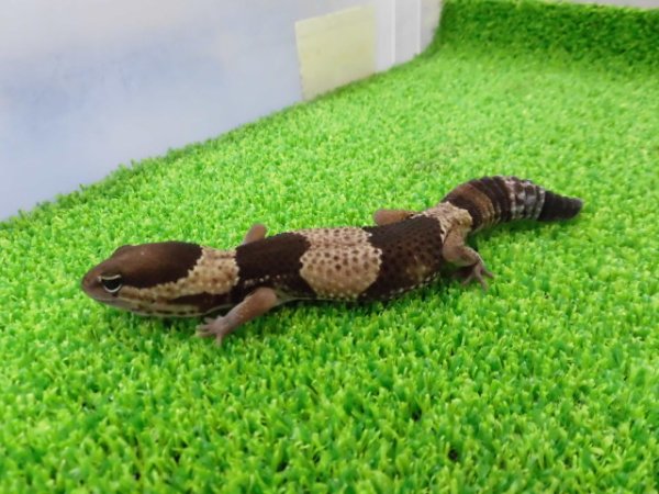 画像5: 美！　ニシアフリカトカゲモドキ（ワイルド完尾）　約１４cm♂　１