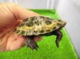 画像2: 美！　ニホンイシガメ　約６cm♂（尾切れ）　１ (2)