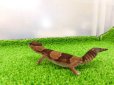 画像5: 美！　ニシアフリカトカゲモドキ（ワイルド完尾）　約１３cm♀　２ (5)