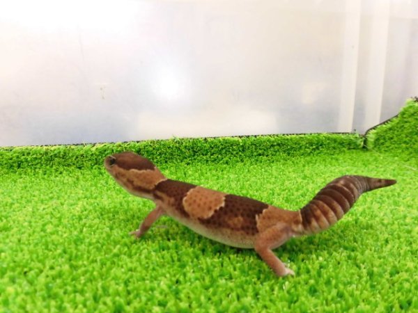 画像5: 美！　ニシアフリカトカゲモドキ（ワイルド完尾）　約１３cm♀　２