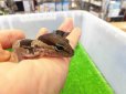 画像3: 美！　ニシアフリカトカゲモドキ（ワイルド完尾）　約１４cm♂　１ (3)