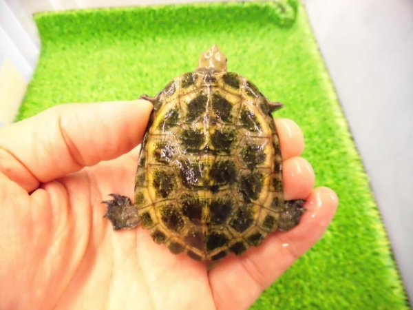 画像1: 美！　ニホンイシガメ　約６cm♂（尾切れ）　１
