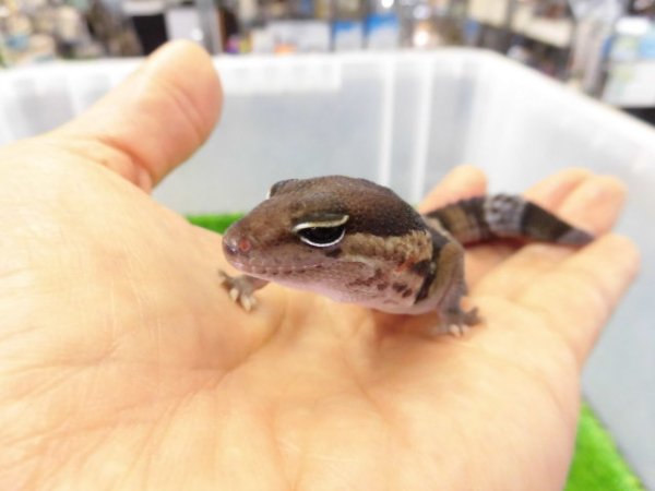 画像2: 美！　ニシアフリカトカゲモドキ（ワイルド完尾）　約１４cm♂　１